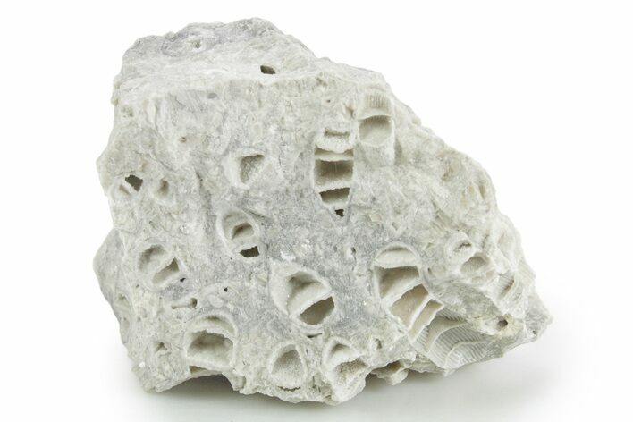 Silurian Dolostone w/ Sparkling Fossil Coral (Fletcheria) - Ohio #346077